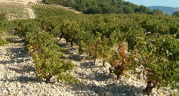 terroir